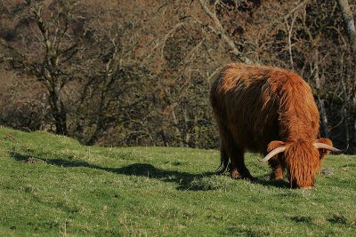 Highland Coo 2