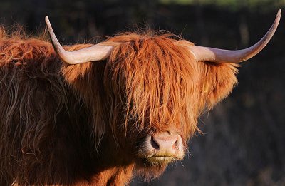 Highland Coo