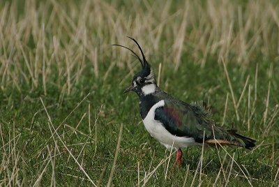 Lapwing in strong wind