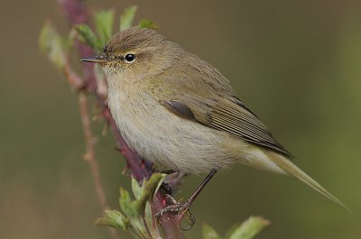 Chiffchaff (Phylloscopus collybita)