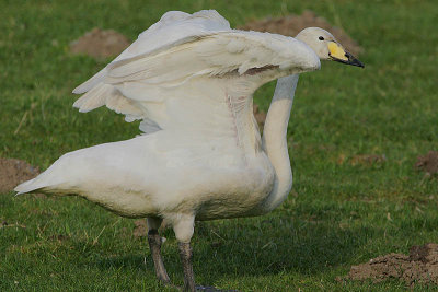 An immature Whooper Swan wingstretching