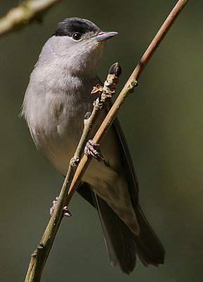 Blackcap (Sylvia atricapilla)