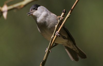 Blackcap (Sylvia atricapilla)
