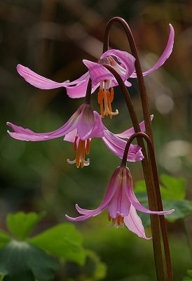 Pink Fawn-Lily (Erythronium revolutum)