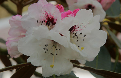 Rhododendron rex ssp fictolacteum