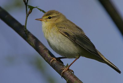 Willow Warbler (Phylloscopus trochilus)