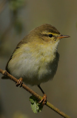 Willow Warbler (Phylloscopus trochilus)