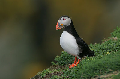 Atlantic Puffin (Fratercula arctica)