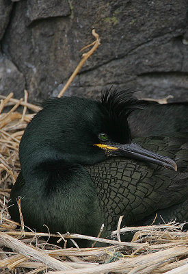 Eurasian Shag (Phalacrocorax aristotelis)