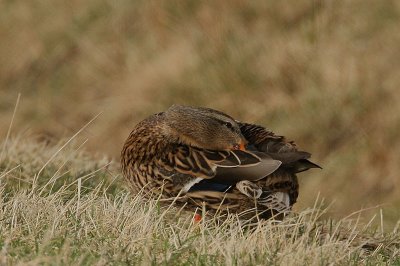 Mallard 