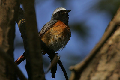 Common Redstart (Phoenicurus phoenicurus) Male