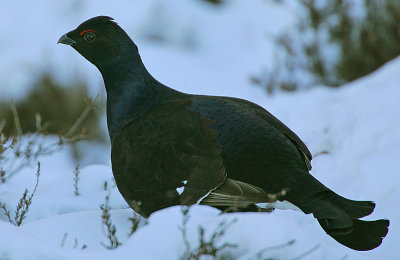 Blackcock (Tetrao tetrix)