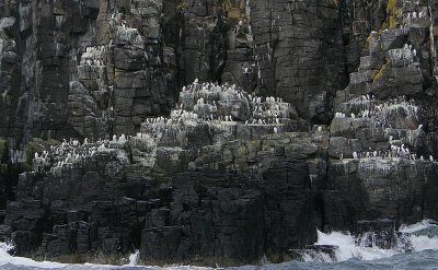 Seabird cliffs