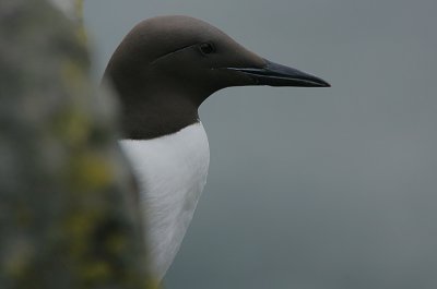 Common Guillemot (Uria aalge)