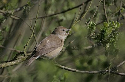 Garden Warbler