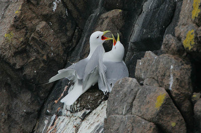 Kittiwake pair calling