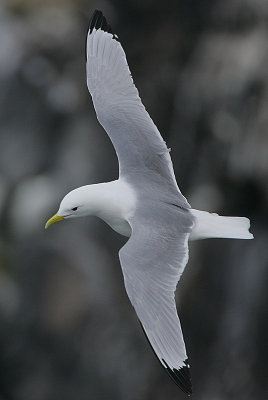 Kittiwake in flight