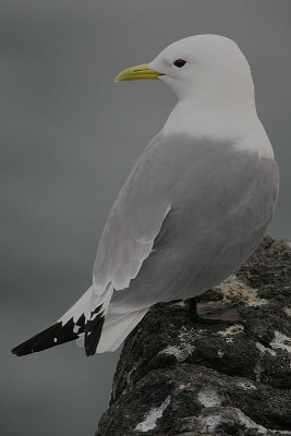 Kittiwake