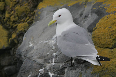 Kittiwake (Rissa tridactyla)