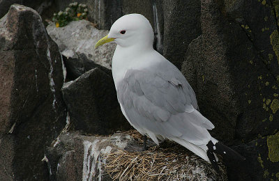 Kittiwake (Rissa tridactyla)