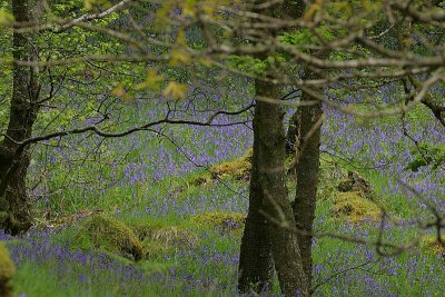 Bluebell woods