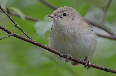 Garden Warbler