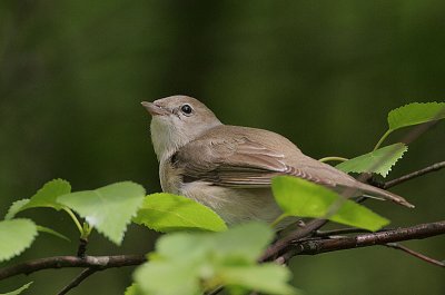 Garden Warbler