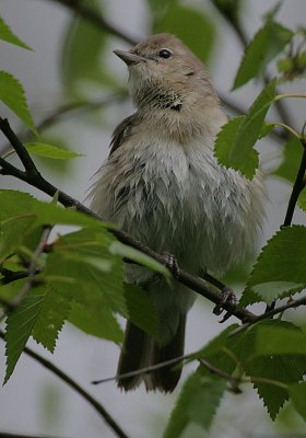 Garden Warbler
