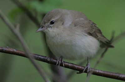 Garden Warbler