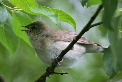 Garden Warbler