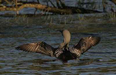 Black-throated Diver (Arctic Loon) back view