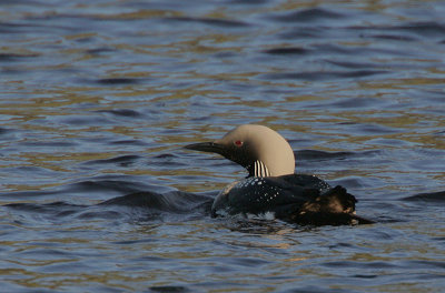 Black-throated Diver (Arctic Loon)