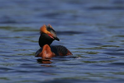 Slavonian Grebe