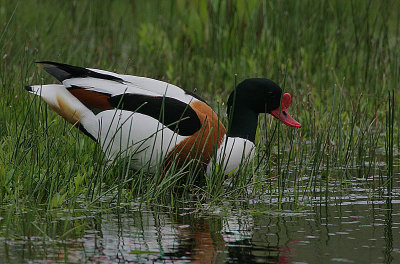 Shelduck drake