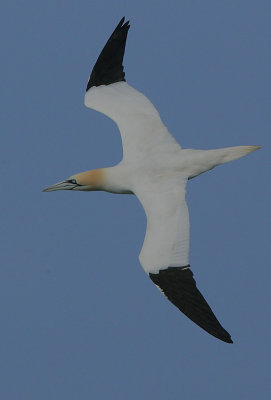 Northern Gannet (Morus bassanus)