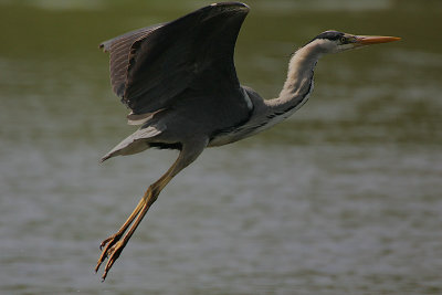 Grey Heron (Ardea cinerea)