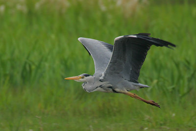 Grey Heron (Ardea cinerea)