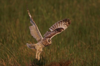 Short-eared Owl (Asio flammeus) hunting