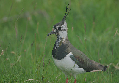 Lapwing female