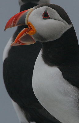 Puffin