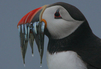 Puffin