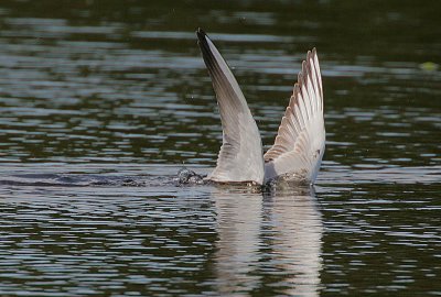 Black-headed Gull (Larus ridibundus)  plunge-diving
