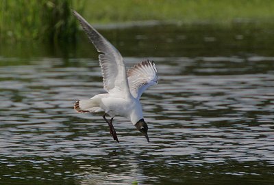 Black-headed Gull (Larus ridibundus)  plunge-diving