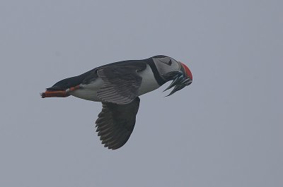 Atlantic Puffin (Fratercula arctica)