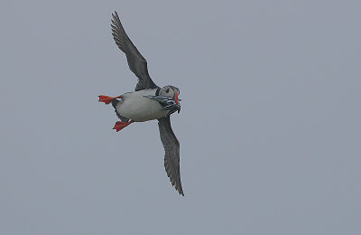 Atlantic Puffin (Fratercula arctica)