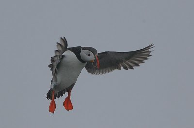 Atlantic Puffin (Fratercula arctica)