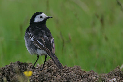 Pied Wagtail male 