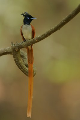 Asian Paradise-Flycatcher (Terpsiphone paradisi) male
