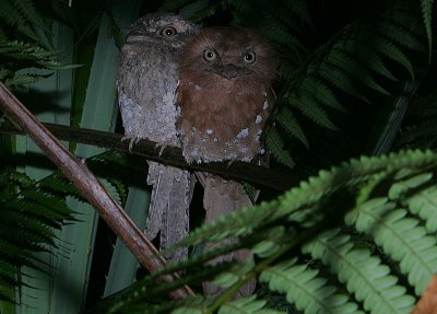 Sri Lanka Frogmouth (Batrachostomus moniliger)