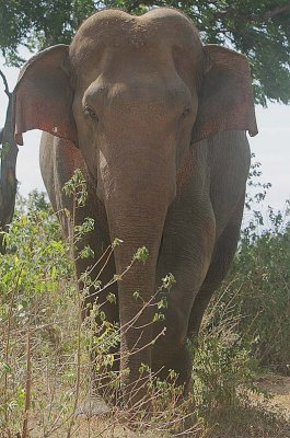 Asian Elephant (Elephas maximus maximus)